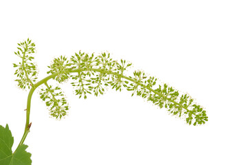 Blooming grapevine isolated on white, green grape with flowers