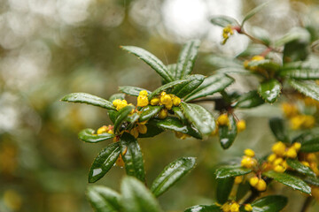 Macro close-up of Juliane 's barberry plant, Berberis julianae