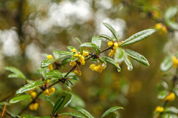 Macro close-up of Juliane 's barberry plant, Berberis julianae