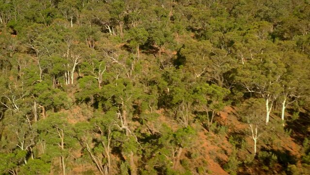 Aerial view Dryandra Woodland National Park in Western Australia within the shires of Cuballing, Williams and Wandering, conservation area with species of threatened fauna. Australian forest footage.