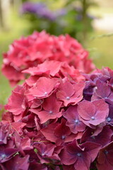 Pink large-leaved hydrangea in the garden close-up