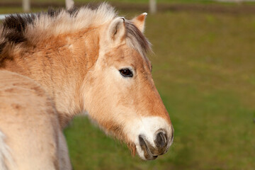 Naklejka na ściany i meble Fjordpferd, Norweger Pony