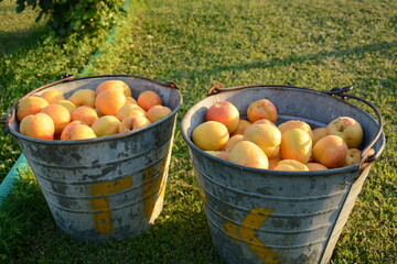 There are buckets of ripe apricots in the garden. Summer harvest