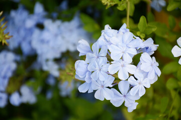 Plumbago auriculata (Cape Leadwort)  evergreen vine, mounding shrub boasting a profusion of...