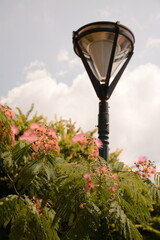 A tree with fluffy pink flowers persian silk tree (pink silk tree, albizia julibrissin, mimosa) grows in a park near a lantern.