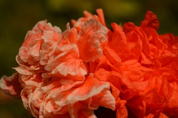 Large bright pomegranate flowers (punica granatum) close up