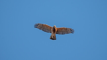 Red Shouldered Hawk
