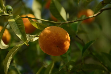 Orange tree with fragrant fruits and green leaves