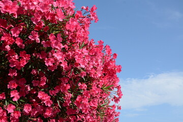 Large bush of pink-red oleander against the blue sky