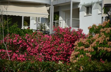 A typical courtyard in a southern subtropical climate. Bushes of bougainvillea, oleander bloom