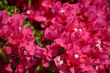 The red flowers of bougainvilea glabra, a tropical liana, is an evergreen shrub native to South America.