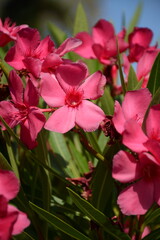 Obraz premium Delicate pink oleander flowers close up