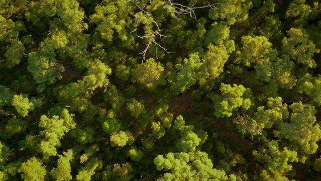Nanga Brook in Lane Pool Reserve in Western Australia, forest reserve with stands of jarrah, wandoo, marri and blackbutt, campsites are Baden Powell, Nanga Mill, Stringers and Charlie's Flat.