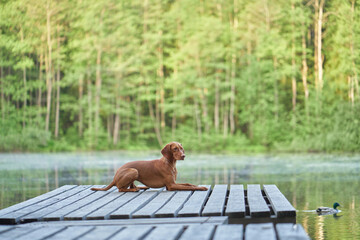 dog on a wooden bridge at the lake. Pet for a walk. hungarian vizsla in nature