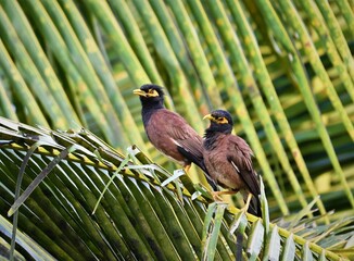 Mynahs on a coconut frond