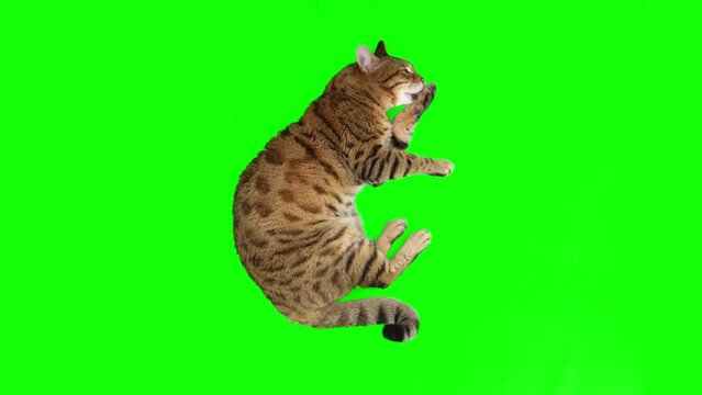 Top-down view of Bengal cat lying down licking his paw on green screen isolated with chroma key