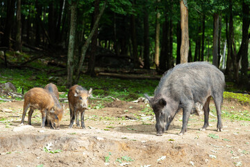 Wild boar sow and her three boarlets foraging for food under trees during a sunny summer morning