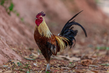 A close-up view of a large chicken, with blurred movements from food walking and often living together, some of them are used to make chicken sport, raising for beauty.