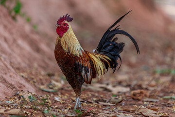 A close-up view of a large chicken, with blurred movements from food walking and often living together, some of them are used to make chicken sport, raising for beauty.