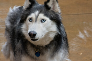 Husky/Wolf Staring into the camera
