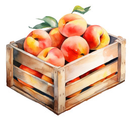 Box with ripe peaches. Watercolor hand drawn illustration isolated.