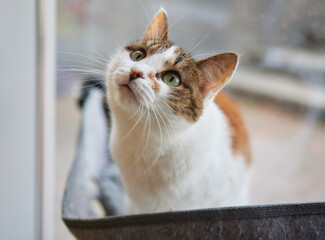 cute cat laying in wall glass mounted bed.