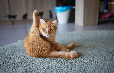 beautiful cute cat licking his paw on stylish bed with funny emotions on background of room.