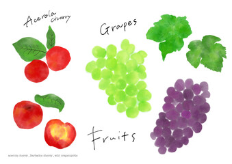 アセロラとぶどうの手描きイラスト　シャインマスカット　フルーツ　果物　　