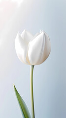 White tulip flower maco wallpaper background. AI Generated