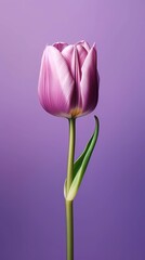 Purple tulip tulipa flower wallpaper background. AI Generated