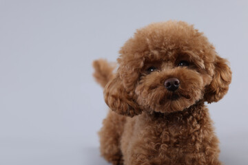 Cute Maltipoo dog on light grey background, space for text. Lovely pet