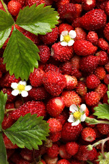 Many fresh wild strawberries, flowers and leaves as background, closeup