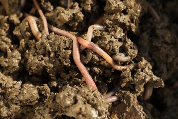 Many worms crawling in wet soil on sunny day, closeup