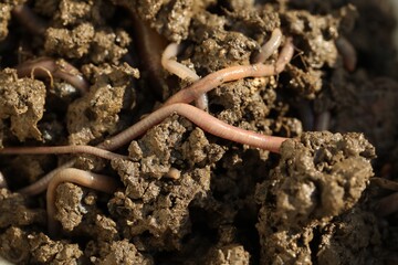 Many worms crawling in wet soil on sunny day, closeup