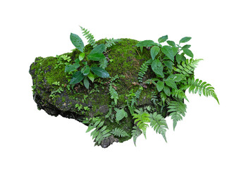 Tropical plant stone rock fern moss bush tree isolated on white background with clipping path.