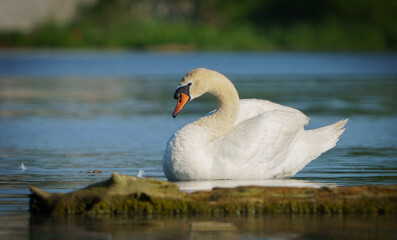 Swan gracefully moving around lake in morning light.