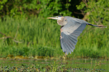 Great Blue Heron flying over lake while fishing.