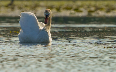 Swan gracefully moving around lake in morning light.