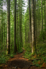 Fototapeta na wymiar Path through Sunlit Forest Vertical