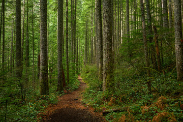 Fototapeta na wymiar Path through Shaded Forest