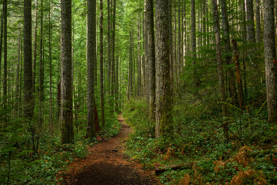 Path through Shaded Forest