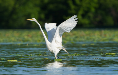 Great White Egret frolicking in morning light. Fishers, Indiana, Summer 2023.