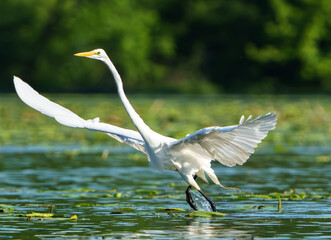 Great White Egret frolicking in morning light. Fishers, Indiana, Summer 2023.