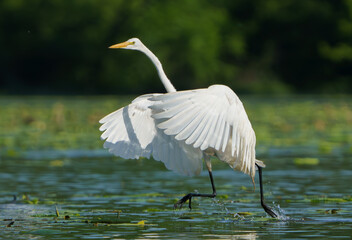 Great White Egret frolicking in morning light. Fishers, Indiana, Summer 2023.