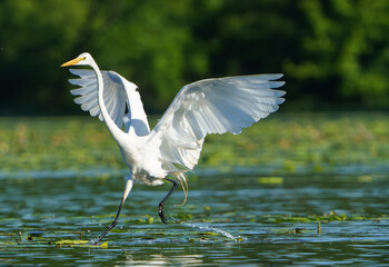 Great White Egret frolicking in morning light. Fishers, Indiana, Summer 2023.