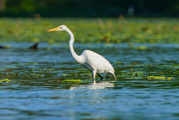 Great White Egret frolicking in morning light. Fishers, Indiana, Summer 2023.