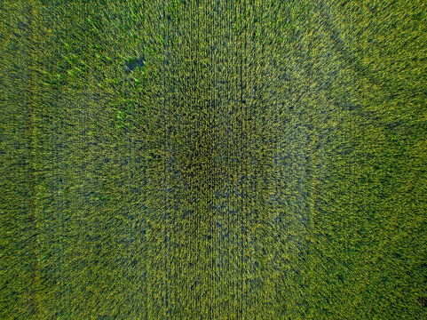 Aerial drone view of an agricultural field, Wagram an der Donau, Lower Austria, Austria.