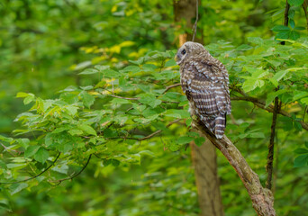 Majestic Barred Owlett sitting in tree quietly observing the floor of the woods for prey. Carmel, Indiana, Summer 2023.