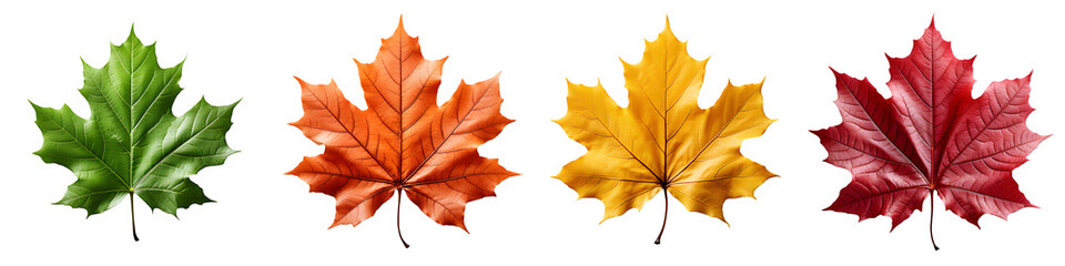 Fototapeta na wymiar Different colors of maple leaf, Generative AI