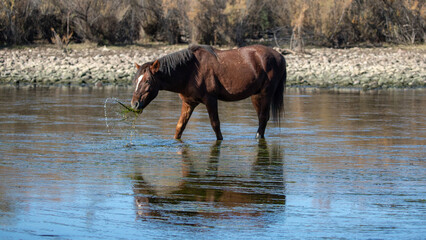 Bay wild horse stallion reflecting water while grazing on eel grass in the Salt River near Mesa Arizona United States